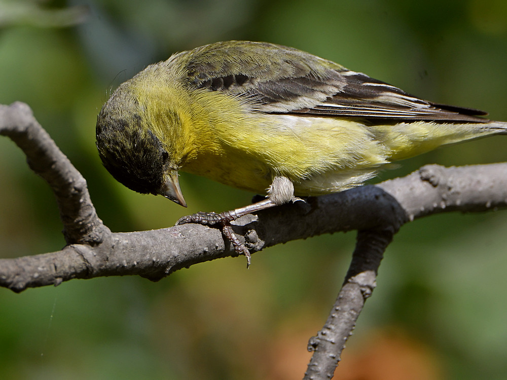 Goldfinch3.jpg