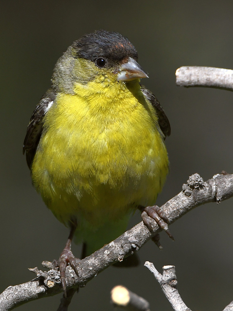 Goldfinch3.jpg