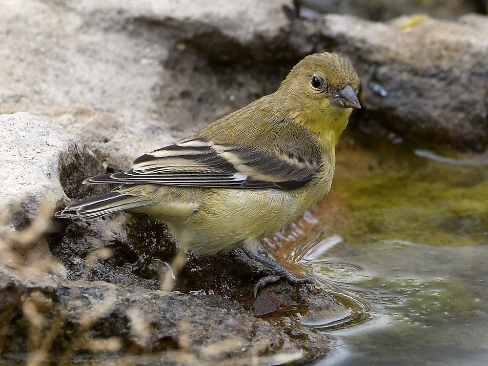 Goldfinch3.jpg