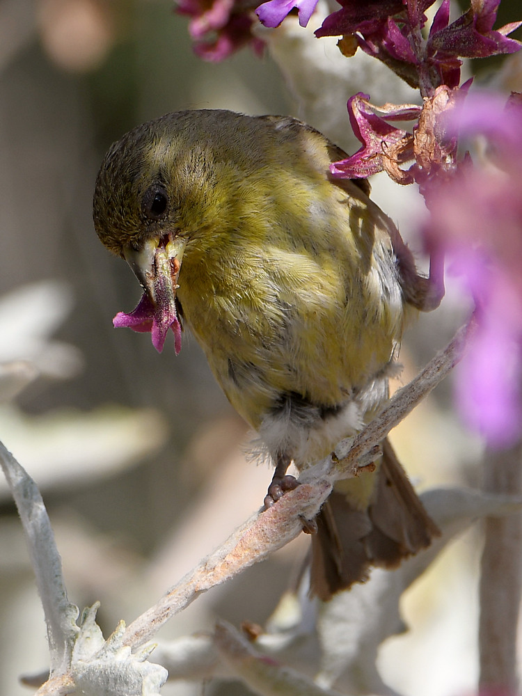 Goldfinch3.jpg