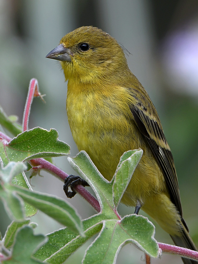 Goldfinch3.jpg