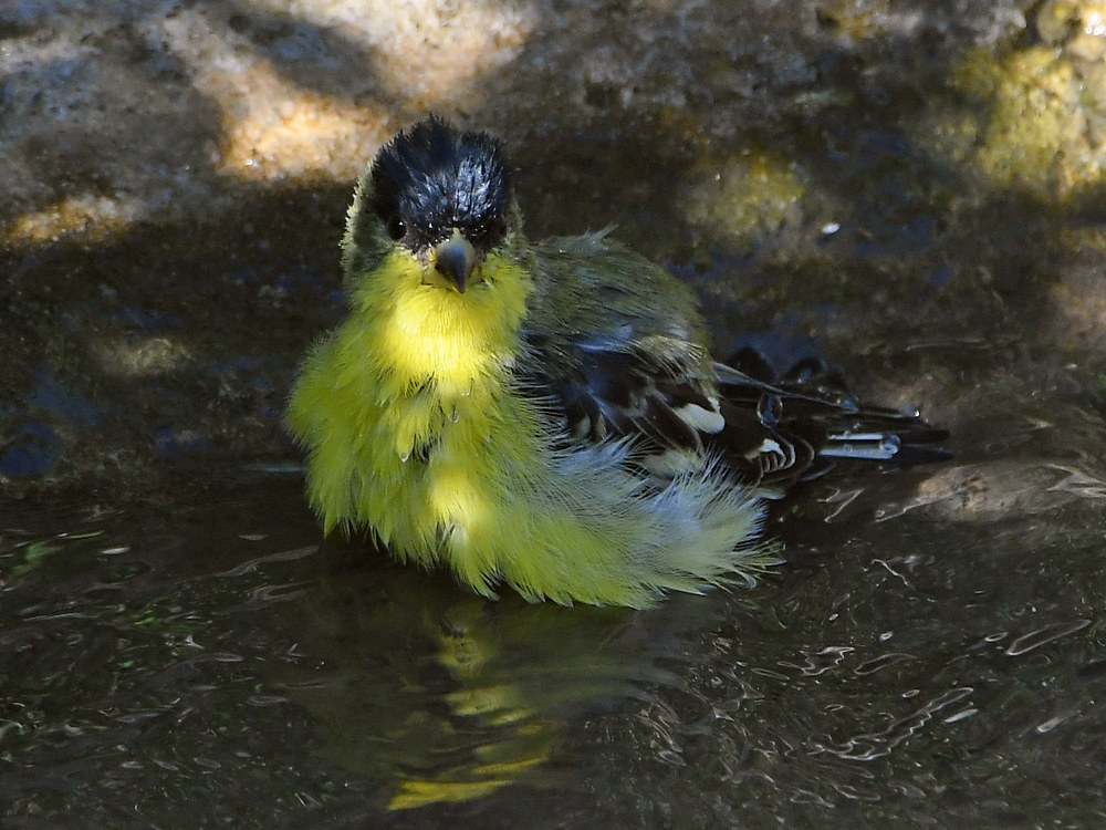 Goldfinch3.jpg