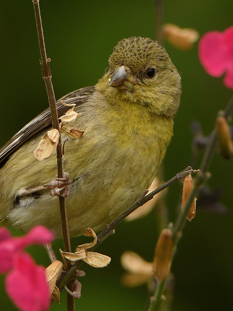 Goldfinch3.jpg