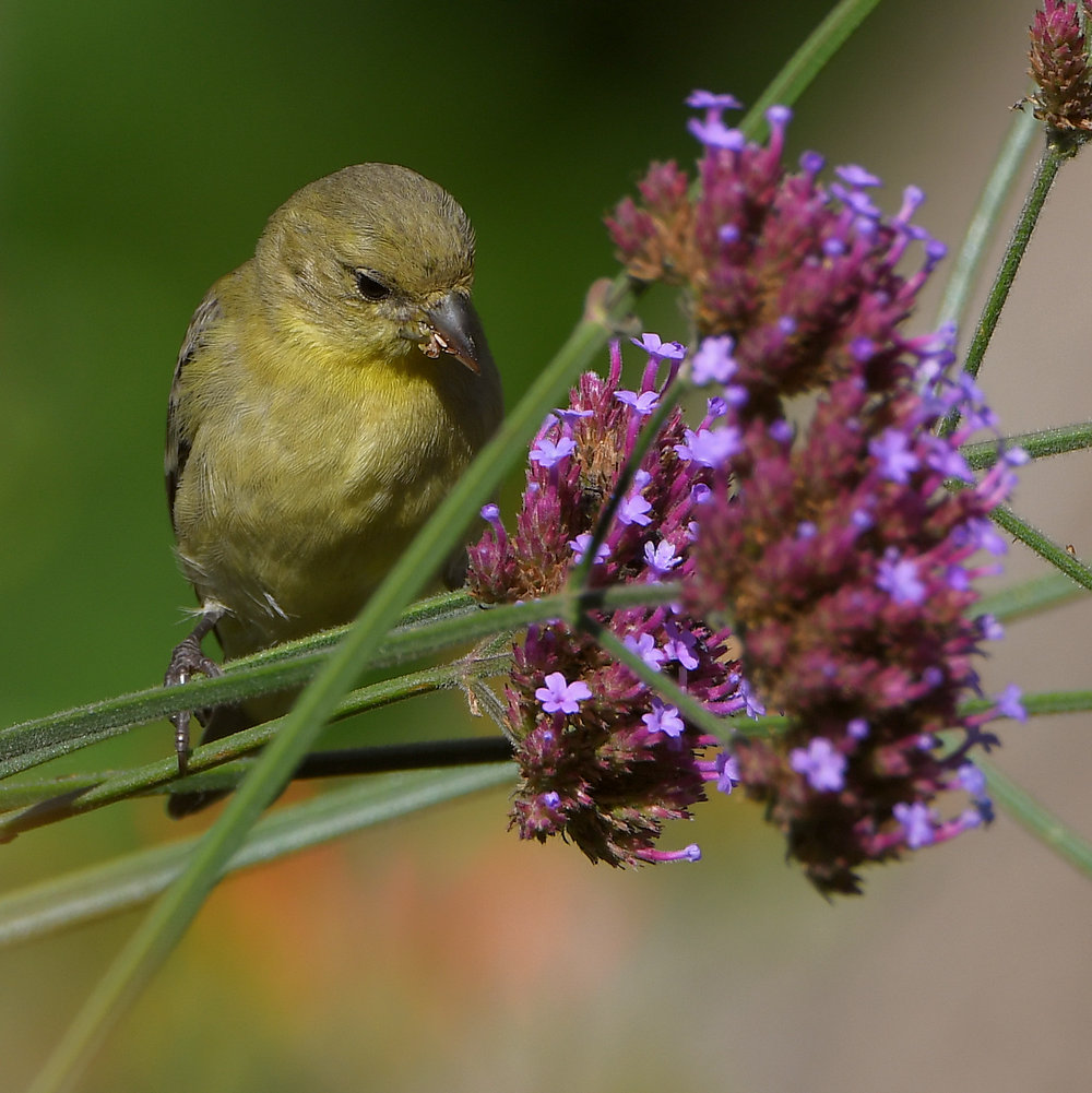 Goldfinch3.jpg