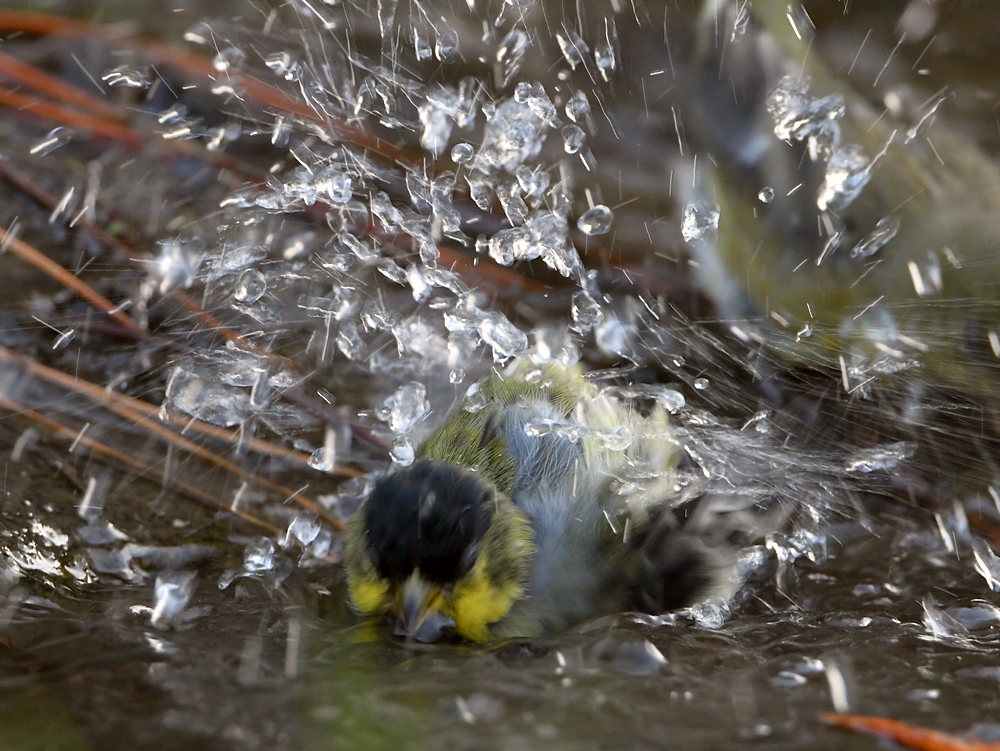Goldfinch3.jpg