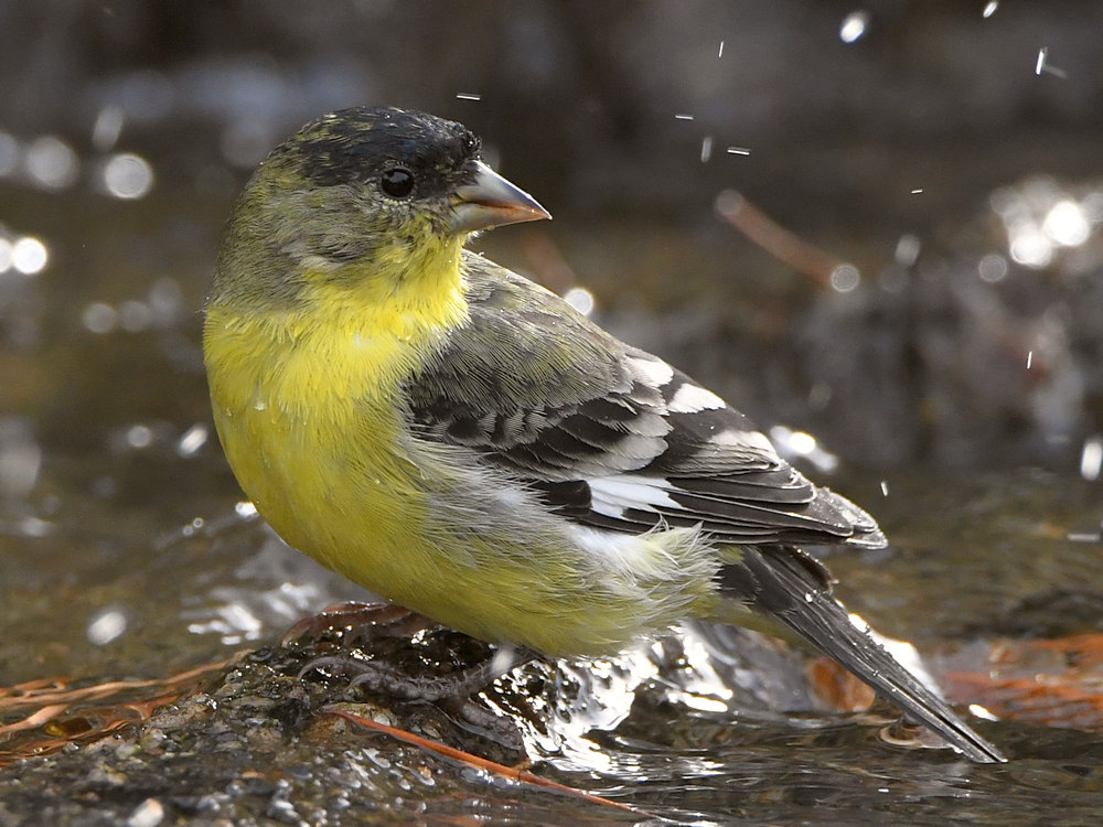 Goldfinch3.jpg