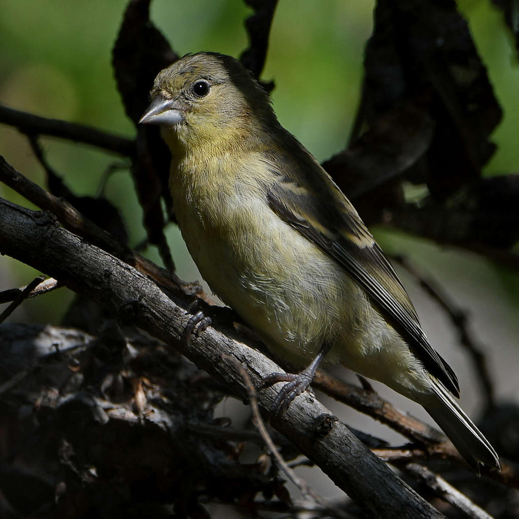 GoldFinch3.jpg
