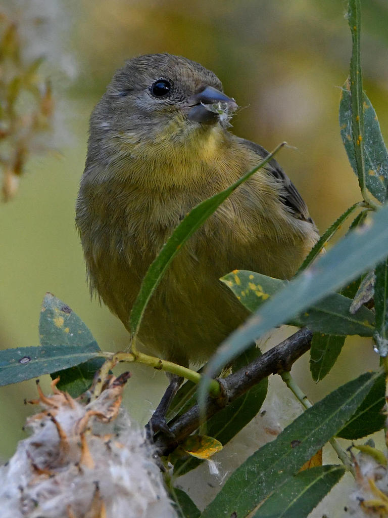 Goldfinch3.jpg