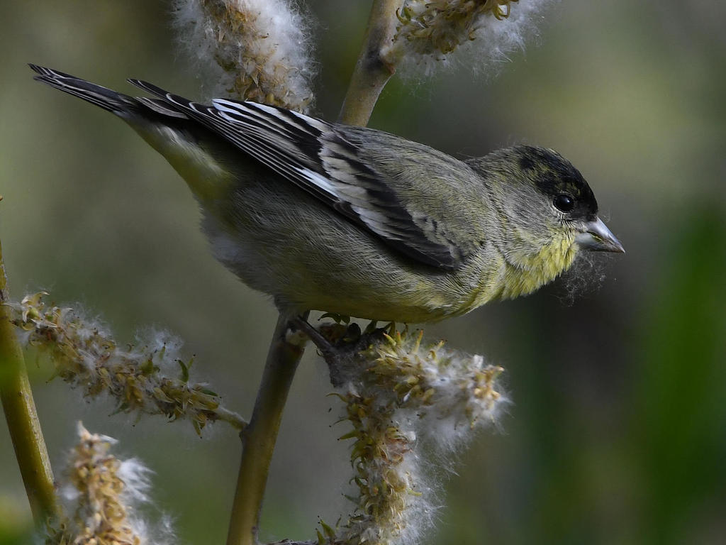 Goldfinch3.jpg