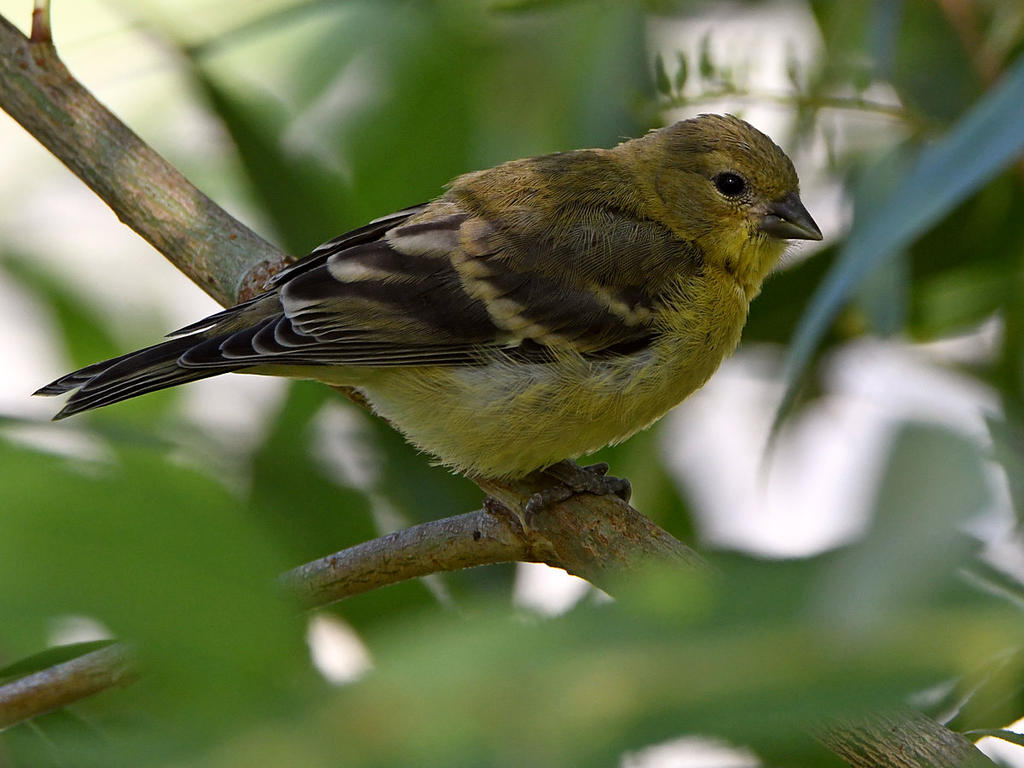 Goldfinch3.jpg