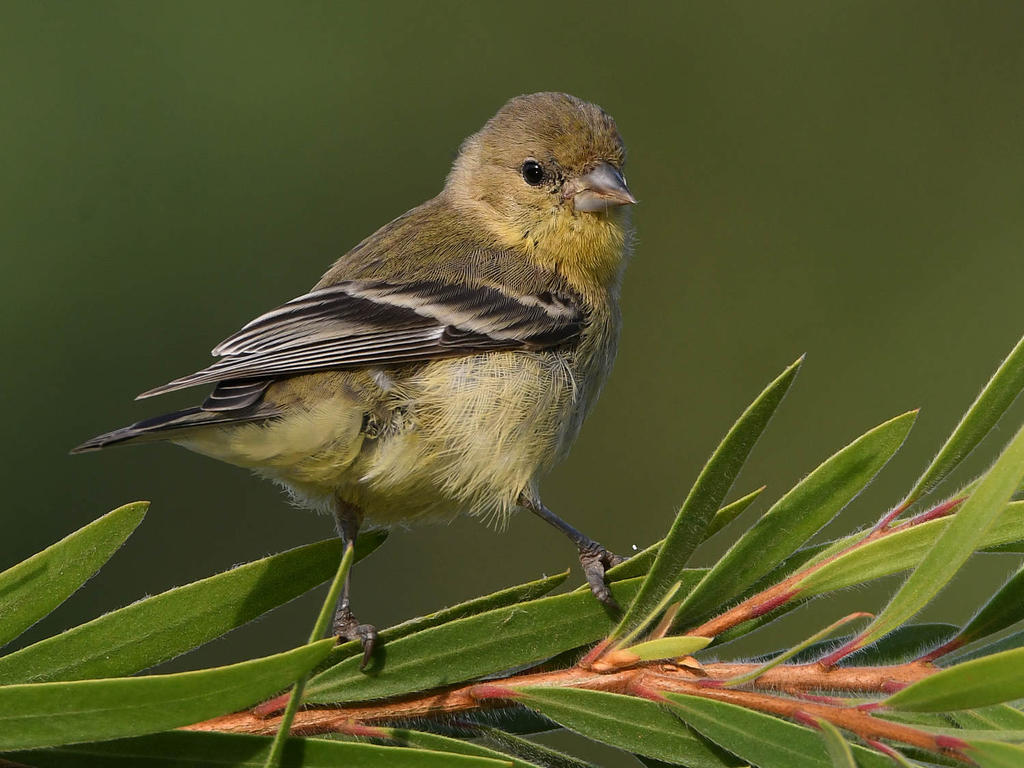 Goldfinch3.jpg