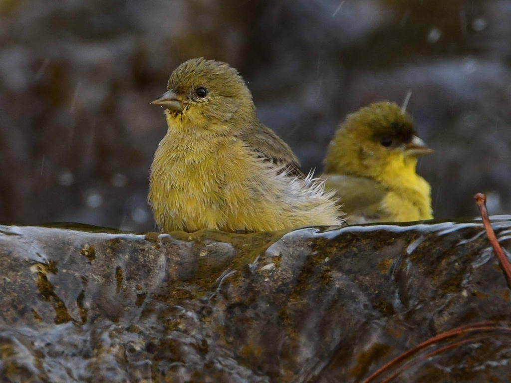 Goldfinch3.jpg