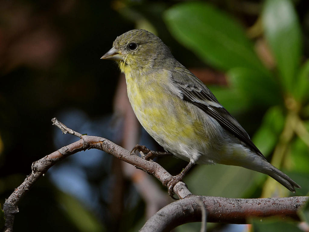 Goldfinch3.jpg