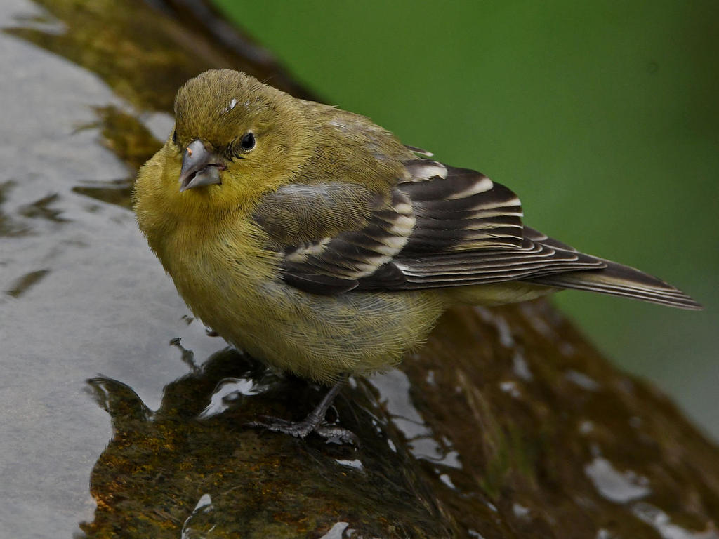 Goldfinch3.jpg