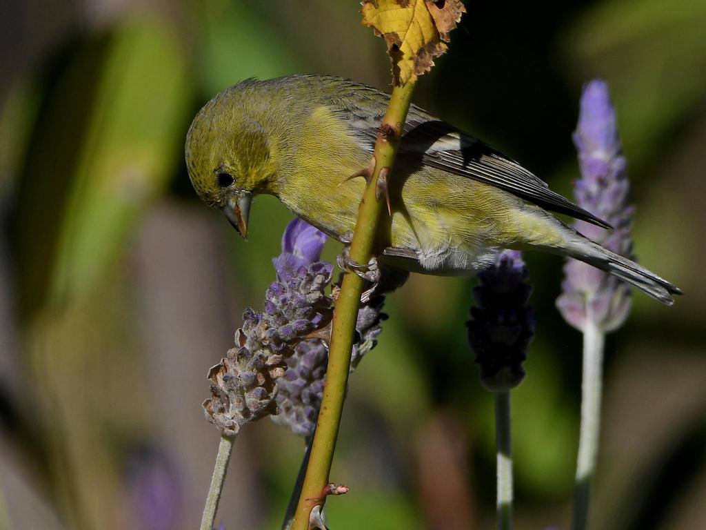 Goldfinch3.jpg