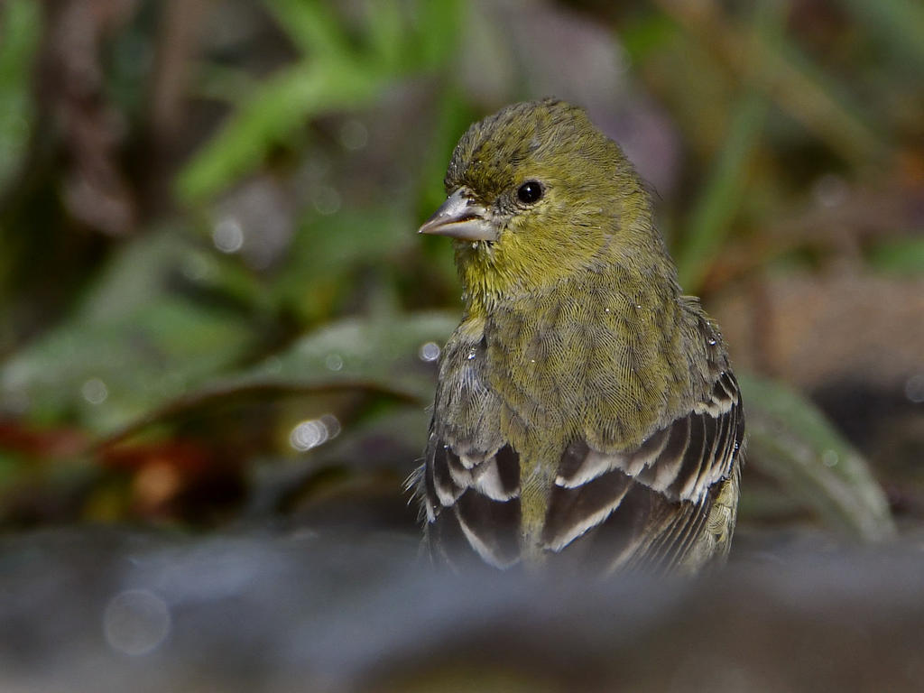 Goldfinch3.jpg