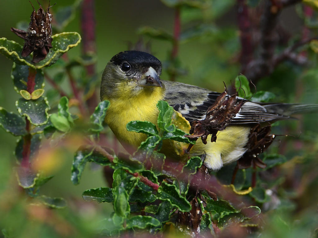 Goldfinch3.jpg