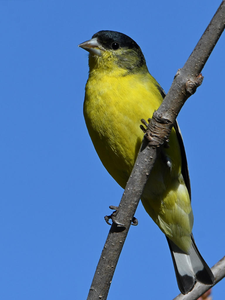 Goldfinch3.jpg