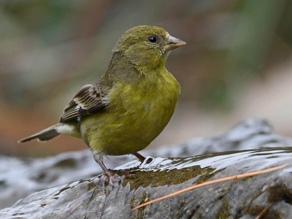 Goldfinch3.jpg