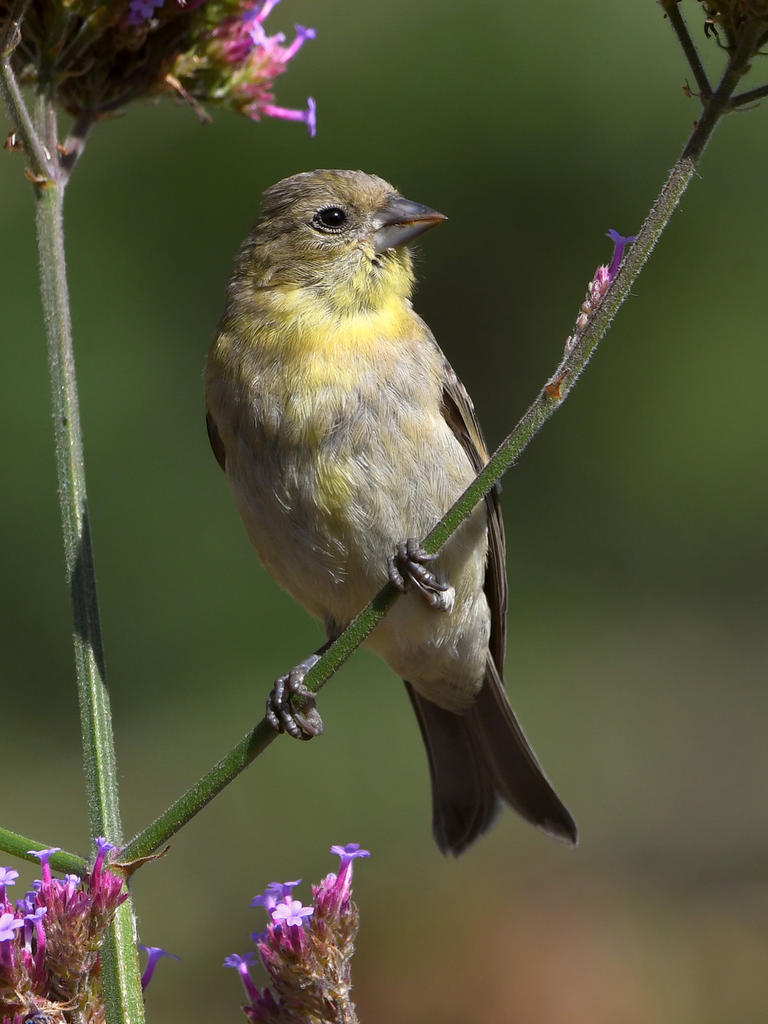 Goldfinch3.jpg