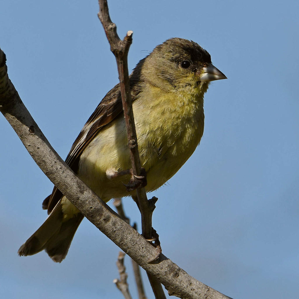 Goldfinch3.jpg