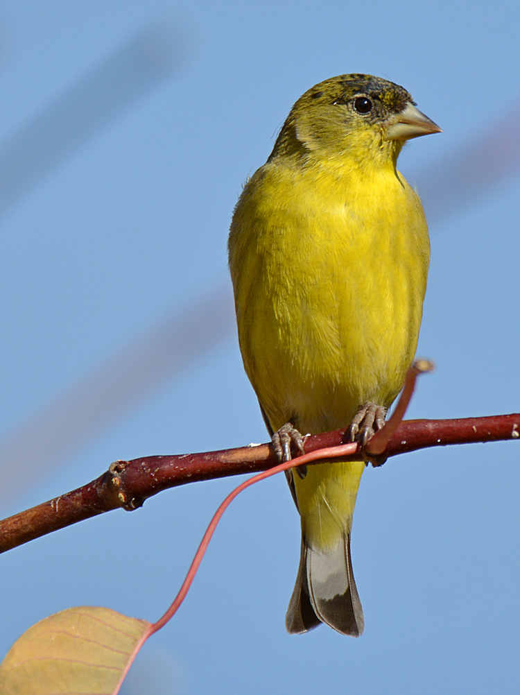 Goldfinch4.jpg