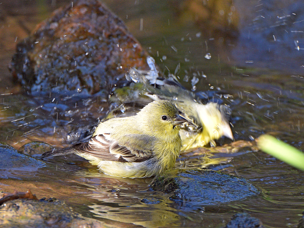 Goldfinch4.jpg