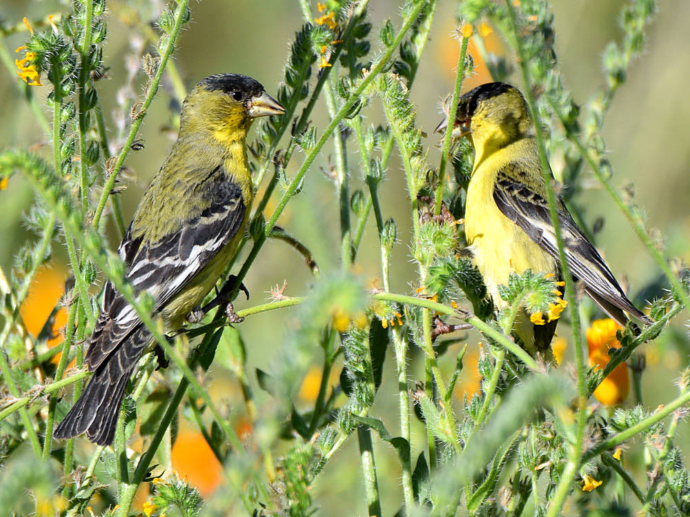Goldfinch4.jpg