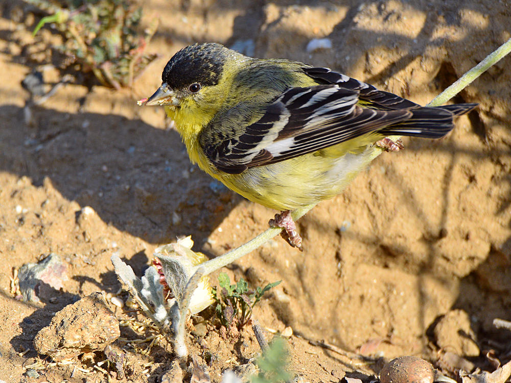 Goldfinch4.jpg