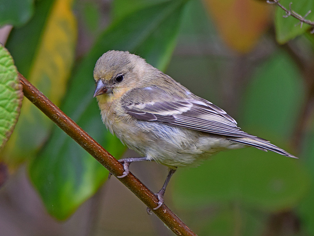 Goldfinch4.jpg