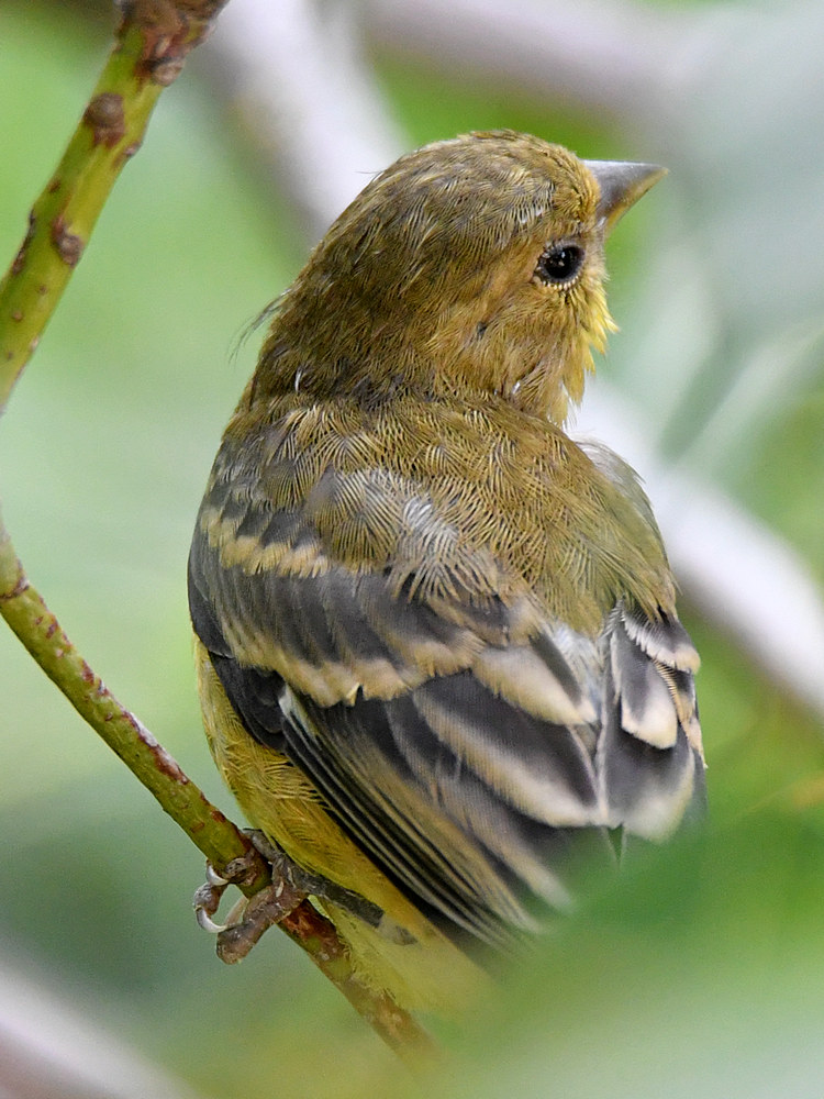 Goldfinch4.jpg
