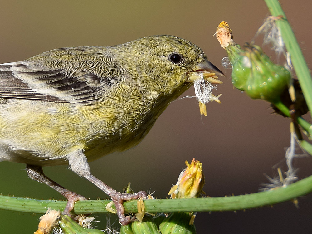 Goldfinch4.jpg