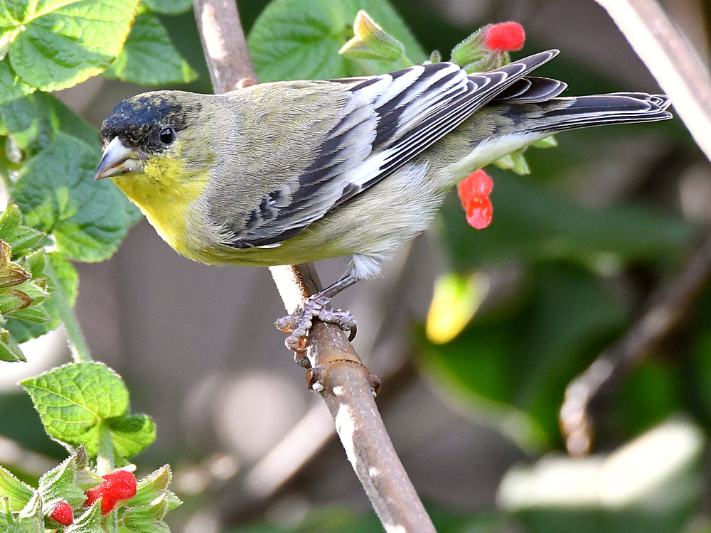 Goldfinch4.jpg