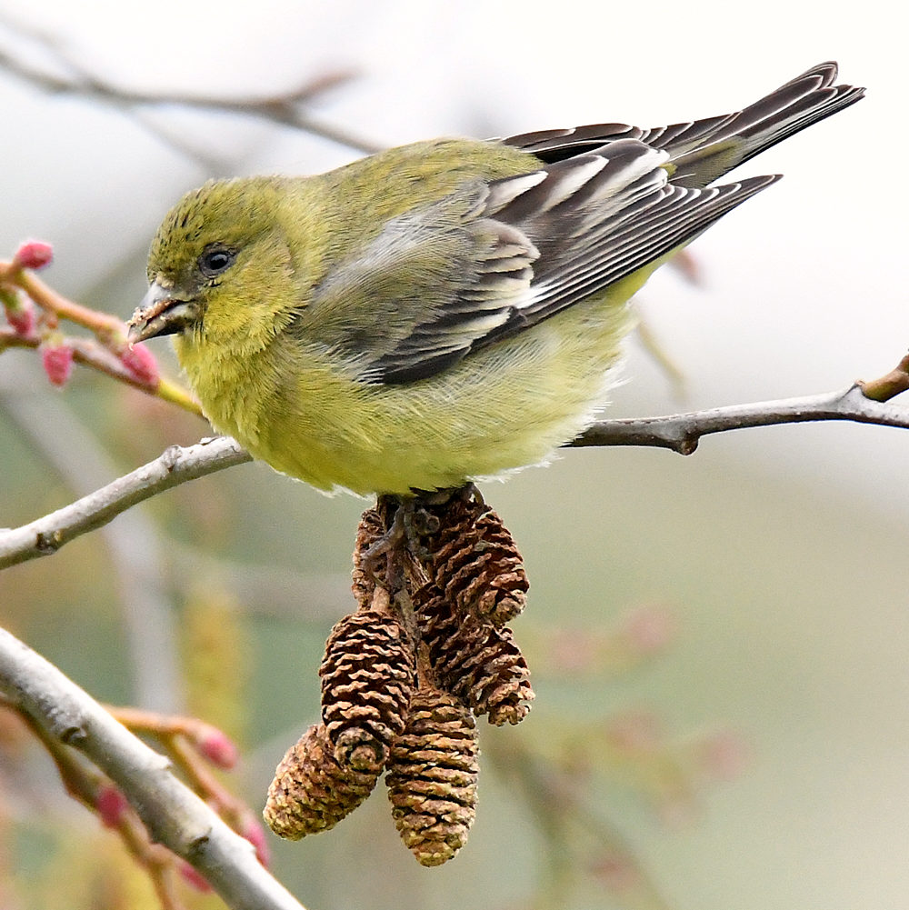 Goldfinch4.jpg