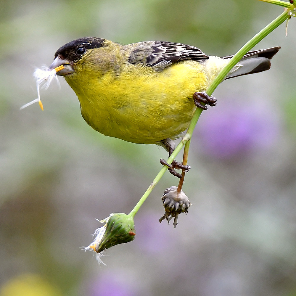 GoldFinch4.jpg