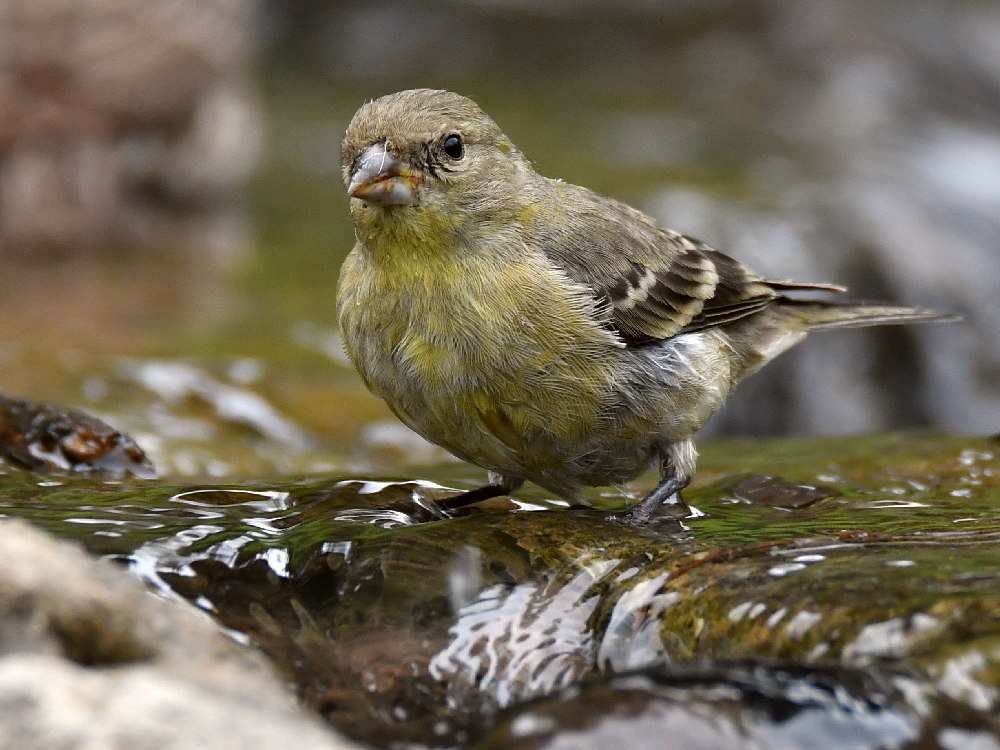 Goldfinch4.jpg