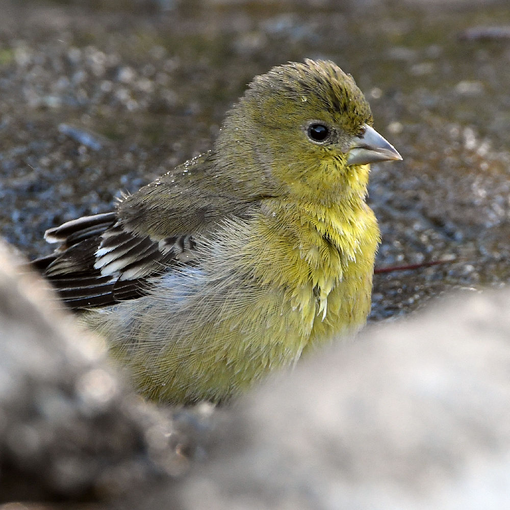 Goldfinch4.jpg