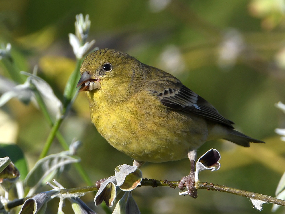 Goldfinch4.jpg