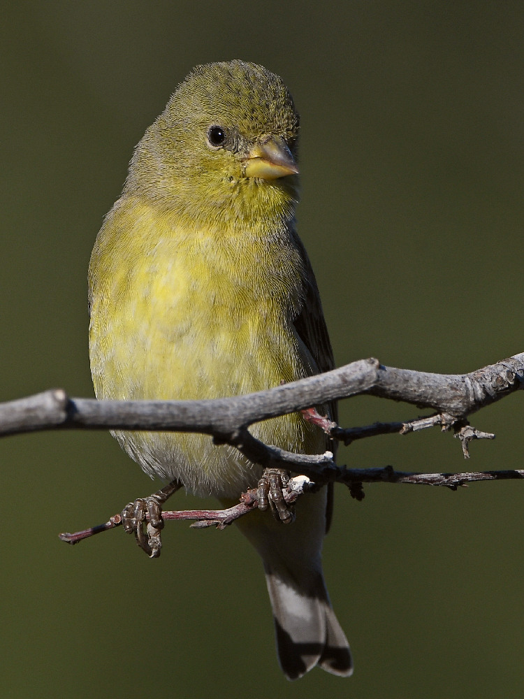 Goldfinch4.jpg