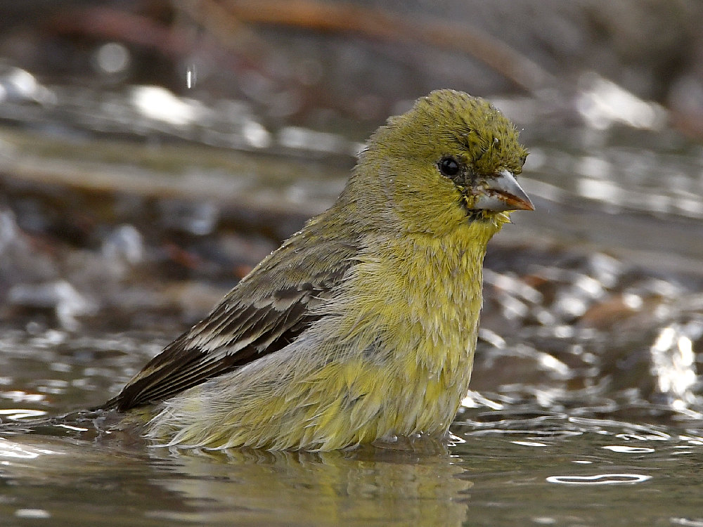 Goldfinch4.jpg