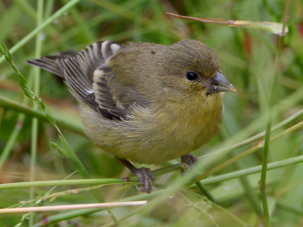 Goldfinch4.jpg