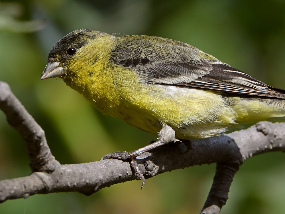 Goldfinch4.jpg