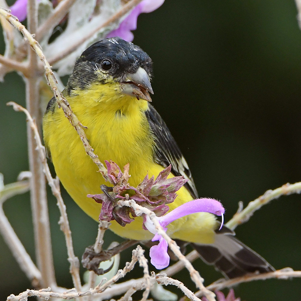 Goldfinch4.jpg