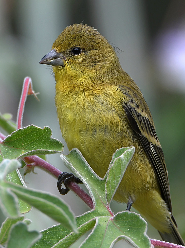 Goldfinch4.jpg