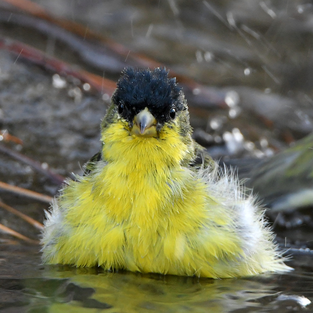 Goldfinch4.jpg