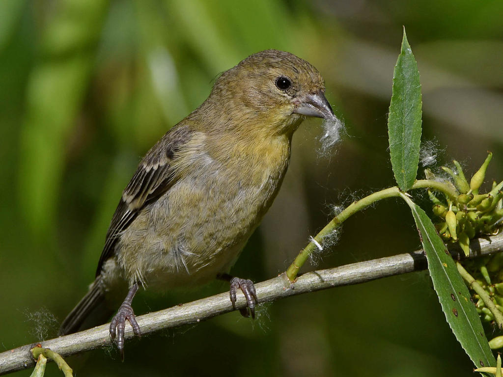 Goldfinch4.jpg