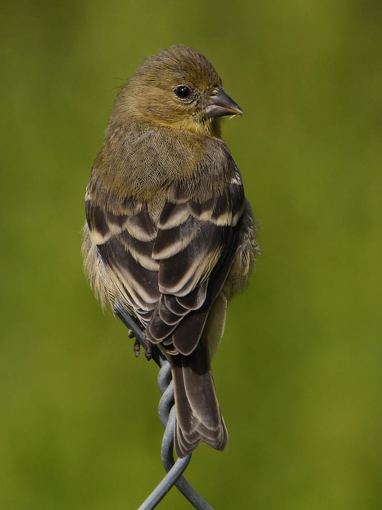 Goldfinch4.jpg