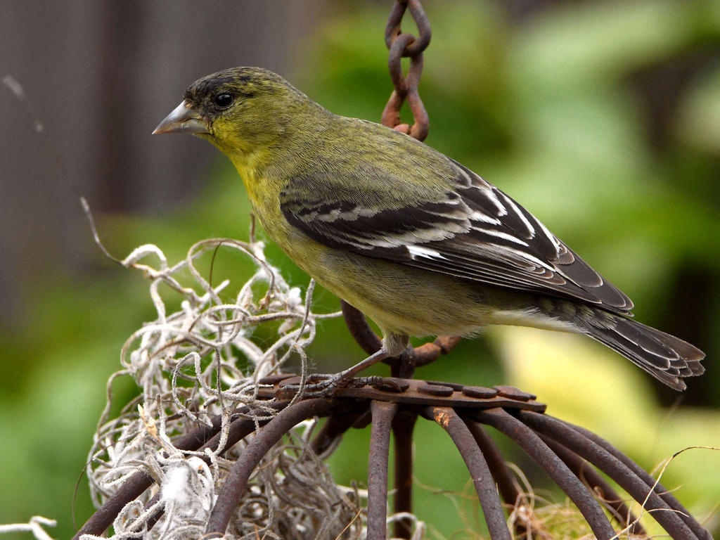 Goldfinch4.jpg