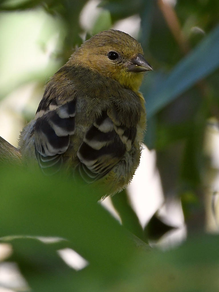 Goldfinch4.jpg