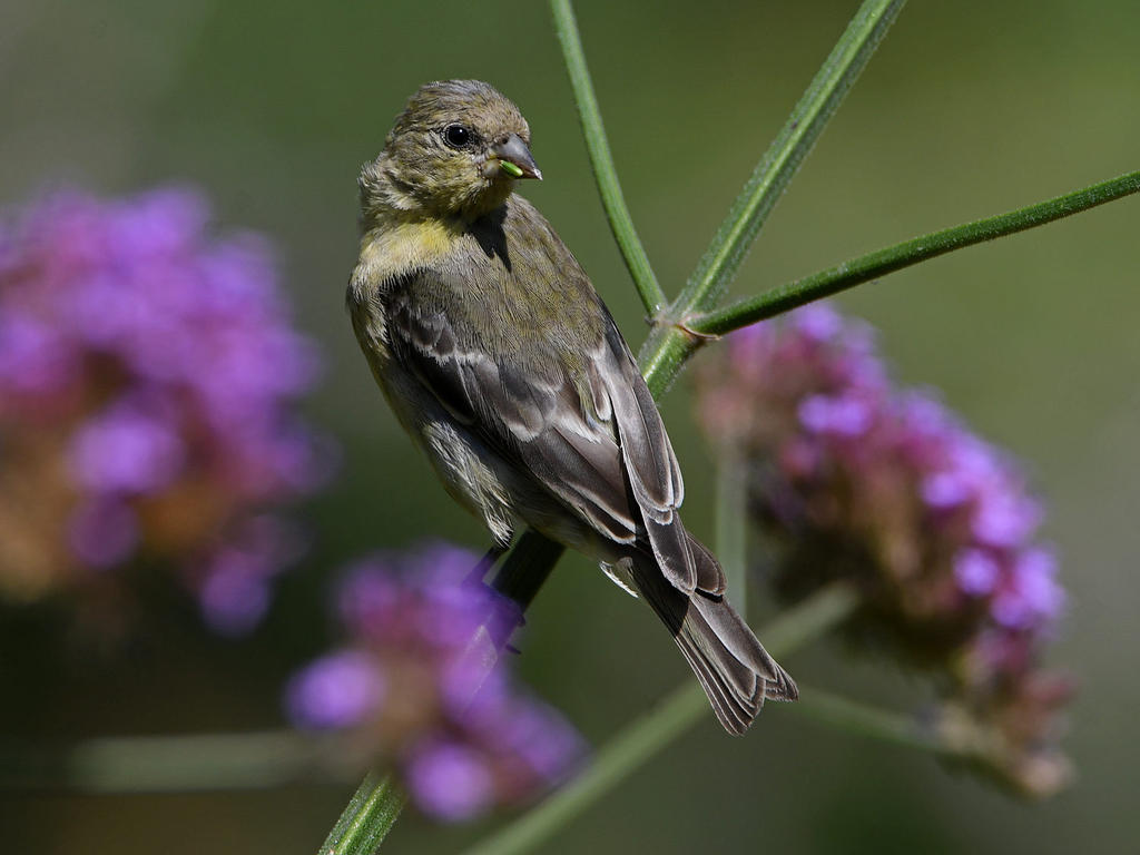 Goldfinch4.jpg